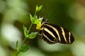 042 Zebra-Falter - Heliconius charitonius